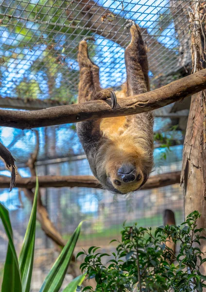 Sloth Staring — Stock Photo, Image