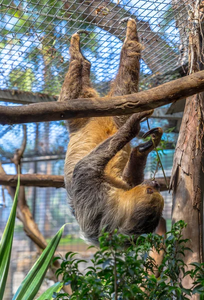 Sloth Hanging — Stock Photo, Image