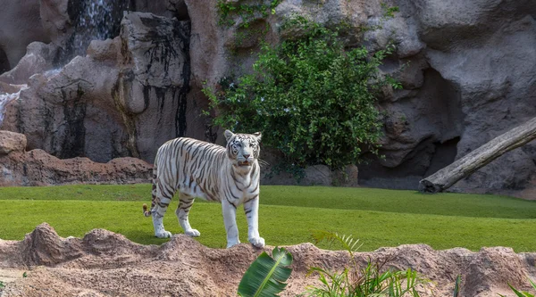 Άσπρη τίγρη Εικόνα Αρχείου