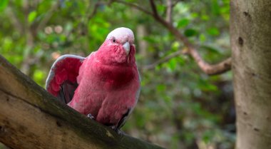 Galah Rose Kakadu