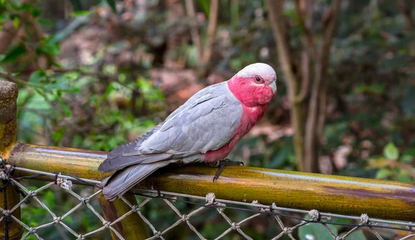粉红和灰色鹦鹉 — 图库照片