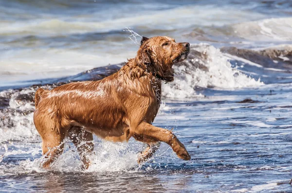 Animaux Compagnie Chien Brun Jouant — Photo