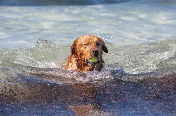 Haustiere Brauner Hund Beim Spielen — Stockfoto