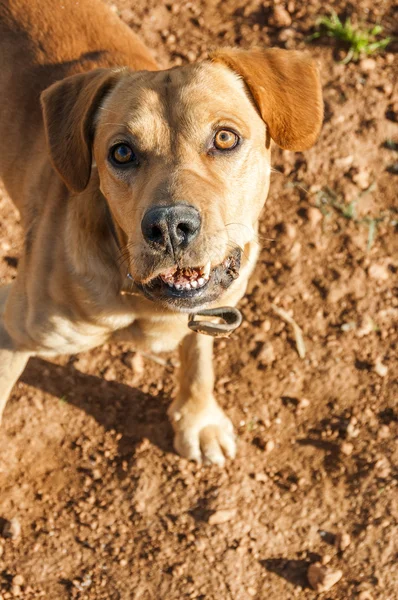 Haustiere Brauner Hund Beim Spielen — Stockfoto