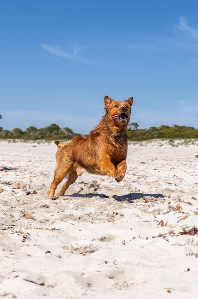 Animaux Compagnie Chien Brun Jouant — Photo