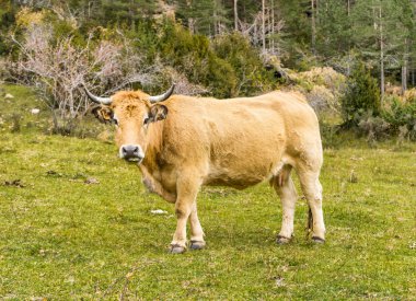 yeşil çayır üzerinde kahverengi inek
