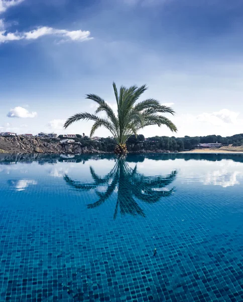 Palm Reflected Pool Menorca — Stock Photo, Image