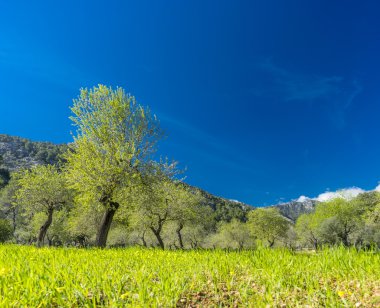 çimenli alan badem ağaçları