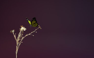 bir kelebek 3D çizimi