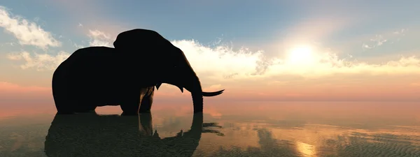 Elefant und Sonnenuntergang — Stockfoto