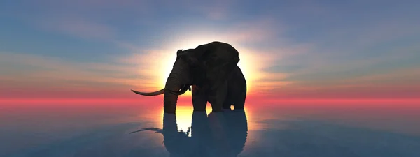 Elephant and sunset — Stock Photo, Image