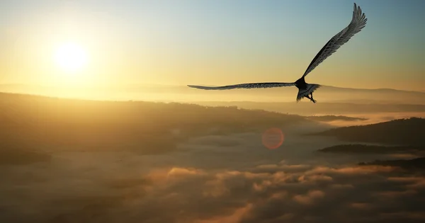 Águila — Foto de Stock