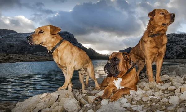 Köpekler ve günbatımı