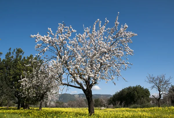 Mandorlo in fiore — Foto Stock