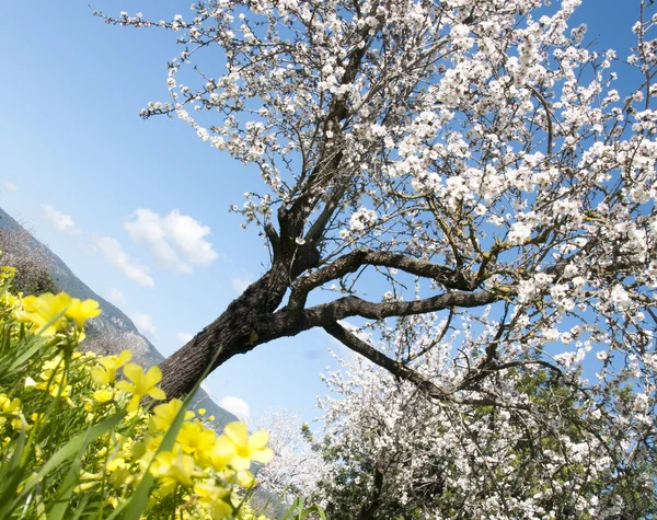 Almendro en flor — Foto de Stock