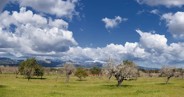 Au nord de majorca — Photo