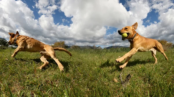 dog playing