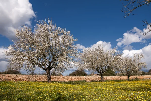 Blossoming almond tree — Stock Photo, Image