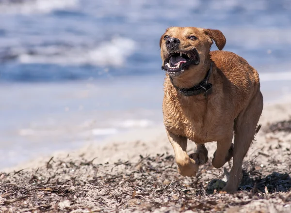 Brincando com cães — Fotografia de Stock