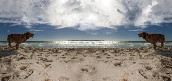 Dog and beach — Stock Photo, Image