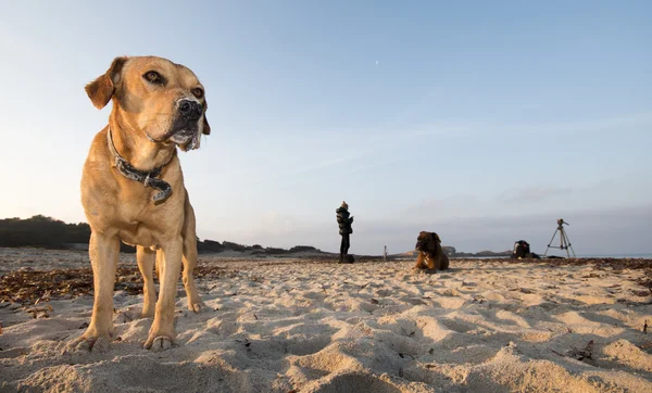 Köpek Oynama