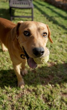 alanında çalışan köpekler