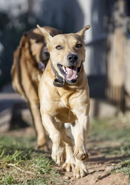 Cães correndo no campo — Fotografia de Stock