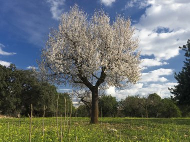 İspanya, Mayorka 'da çiçek açan badem ağacı manzarası