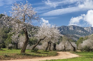 Çiçek açması badem ağacı