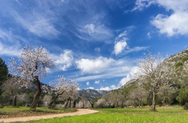 Çiçek açması badem ağacı