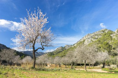 Çiçek açması badem ağacı