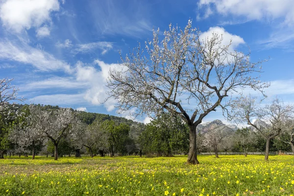 Amêndoa em flor — Fotografia de Stock