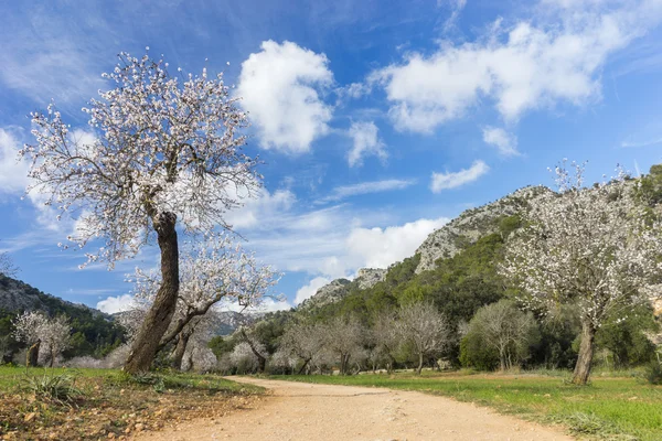 Amêndoa em flor — Fotografia de Stock