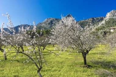 Çiçek açması badem ağacı
