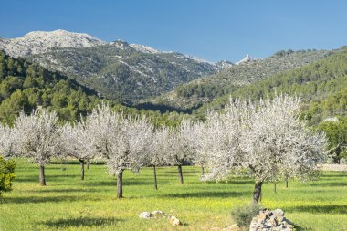 Çiçek açması badem ağacı