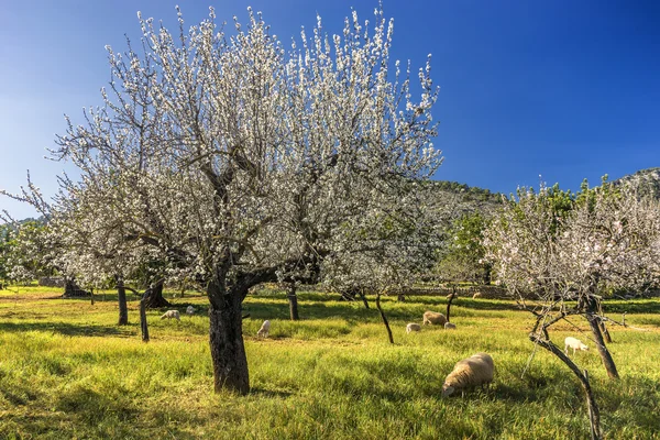 Blossoming almond tree — Stock Photo, Image