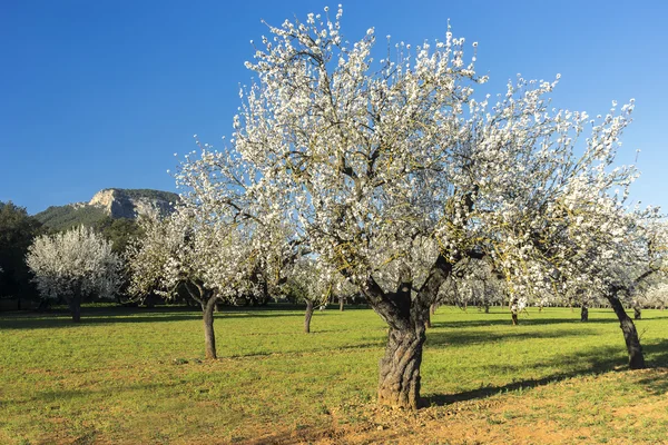 Blossoming almond tree — Stock Photo, Image