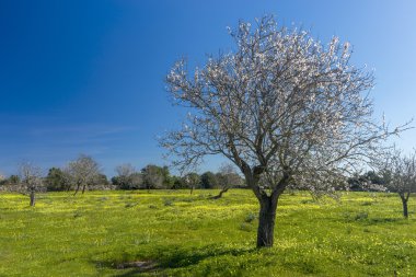 Çiçek açması badem ağacı