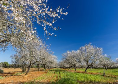 Çiçek açması badem ağacı