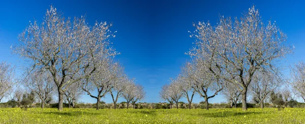 Çiçek açması badem ağacı — Stok fotoğraf