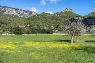 alan incir ağaçlarının Mallorca Adası