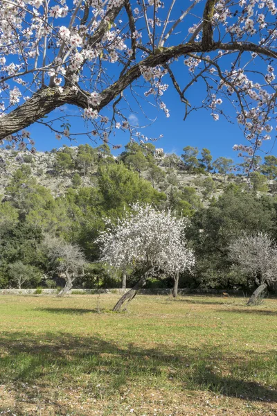 花咲くアーモンドの木 — ストック写真