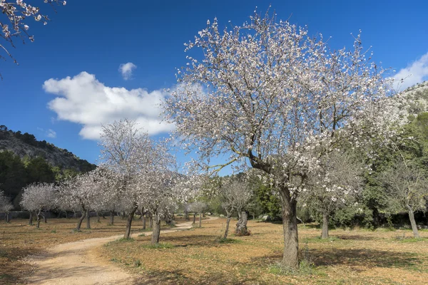 Blossoming almond tree — Stock Photo, Image