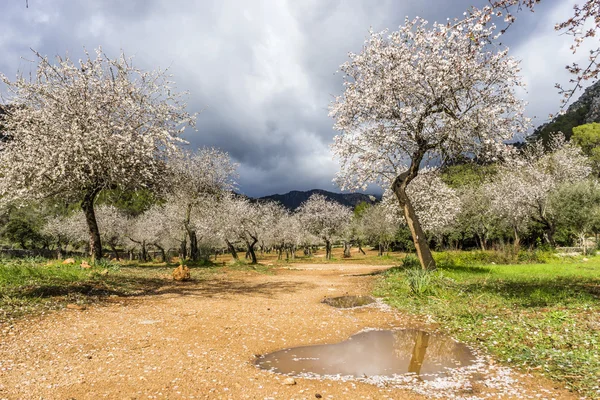 Mandorlo in fiore — Foto Stock