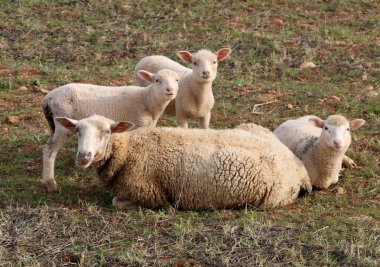 Koyunlar ve buzağılar çimlerin üzerinde kameraya bakıyor.