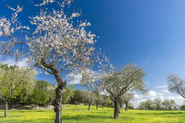 Bahar ve çiçek açması badem ağacı