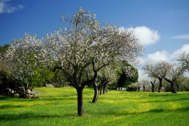 Bahar ve çiçek açması badem ağacı