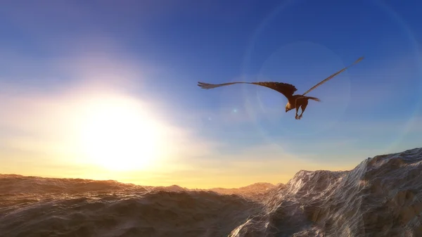 Águila Volando Sobre Mar Baja Altitud Puesta Sol — Foto de Stock