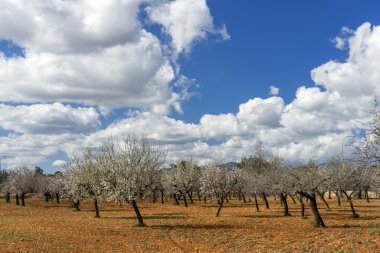 İspanya, Mayorka 'da çiçek açan badem ağacı manzarası