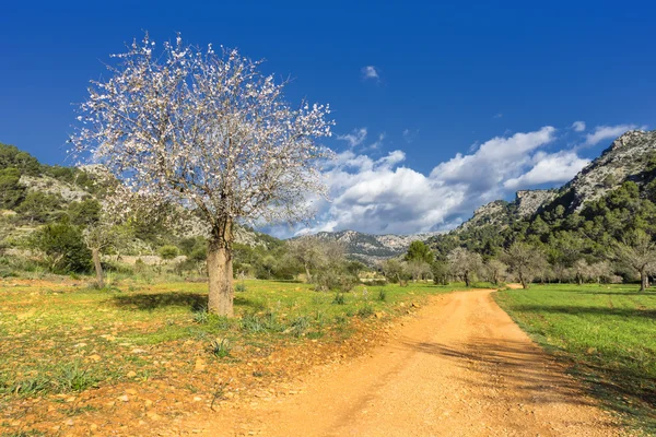 Paisagem Amêndoa Florescente Maiorca Espanha — Fotografia de Stock